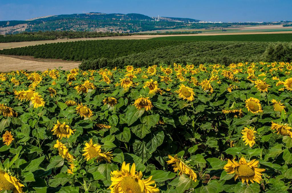 Galilee Best Location 'En Dor Kültér fotó